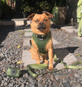 Load image into Gallery viewer, Olive -Adjustable Harness