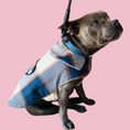 Load image into Gallery viewer, Good Boi Club Blue Coat