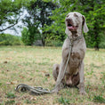 Load image into Gallery viewer, Lead With Love Multifunctional Slip/Rope Lead