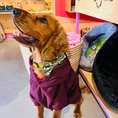 Load image into Gallery viewer, Good Boi Club Maroon Hoodie