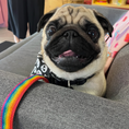 Load image into Gallery viewer, Good Boi Club Rainbow Lead