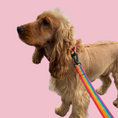 Load image into Gallery viewer, Good Boi Club Rainbow Lead