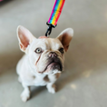Load image into Gallery viewer, Good Boi Club Rainbow Lead
