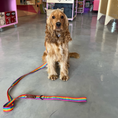 Load image into Gallery viewer, Good Boi Club Rainbow Lead