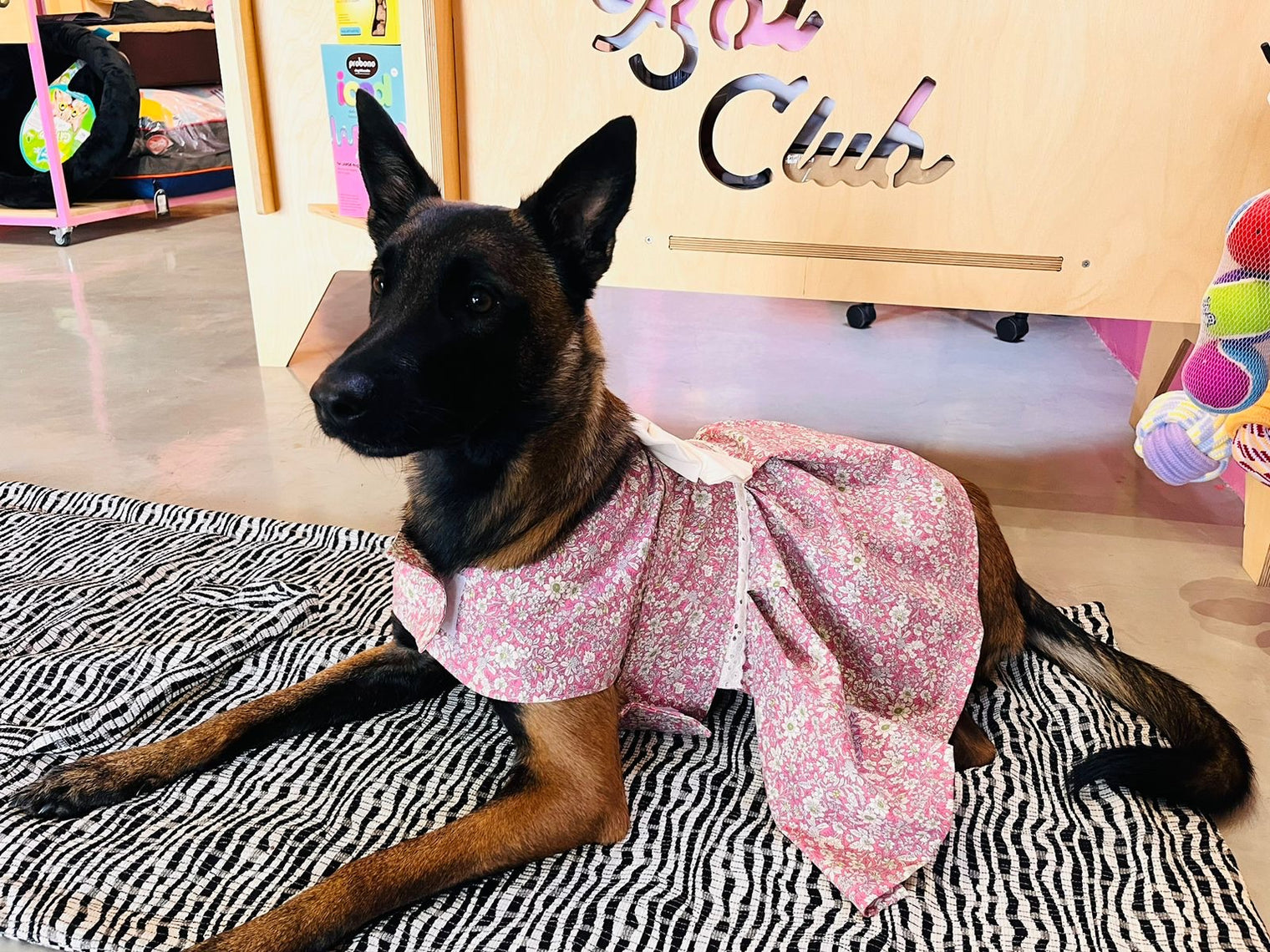 Top Pet Shops for Fashionable Dog Clothes