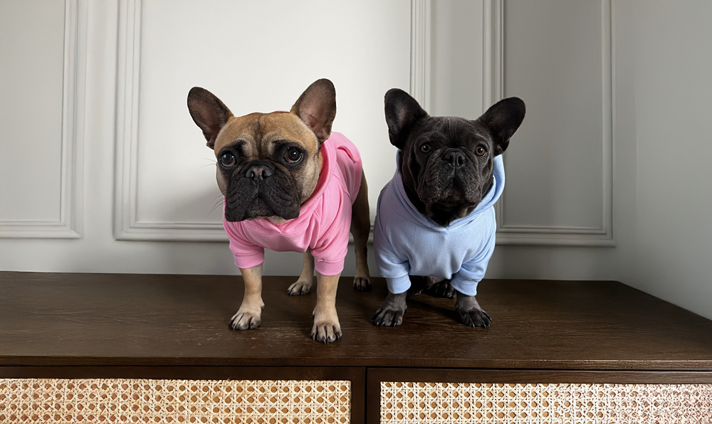 Discover South Africa’s Best Pet Shops for Fashionable Dog Apparel