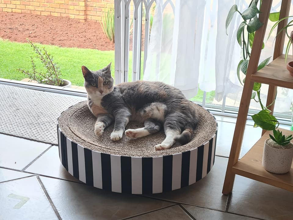 Miu Miu Cat Scratcher