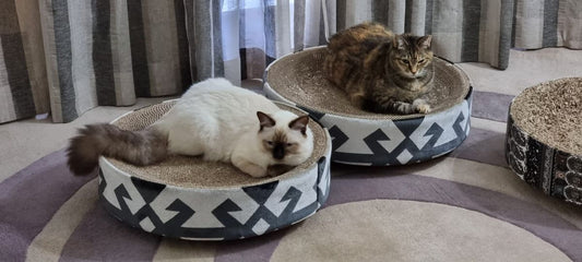 Miu Miu Cat Scratcher