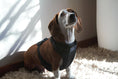 Load image into Gallery viewer, Pet Haus Soft Shell Harness Black
