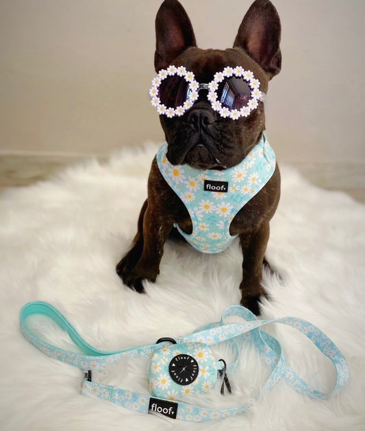 Walking Miss Daisy -  Adjustable Harness