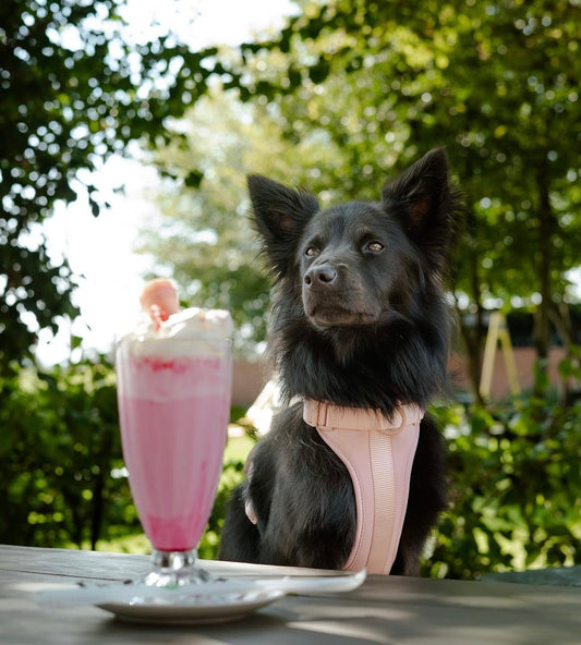 Pet Haus Soft Shell Harness Pink