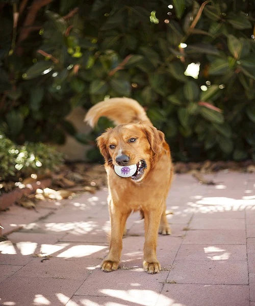 Dog Nubbiez Treat Squeak Ball