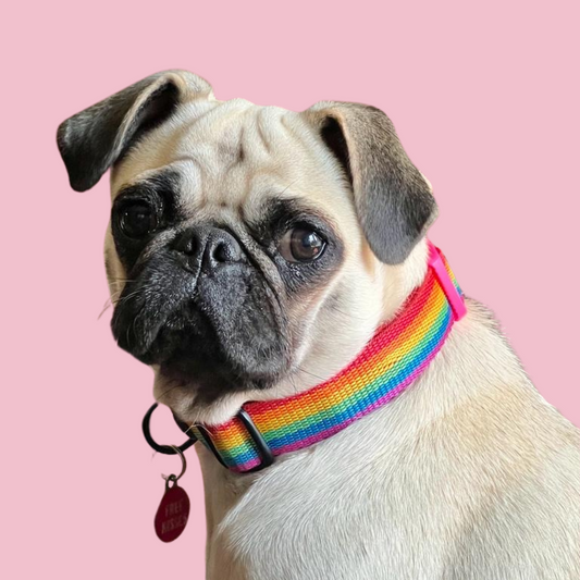 Good Boi Club Rainbow Collar