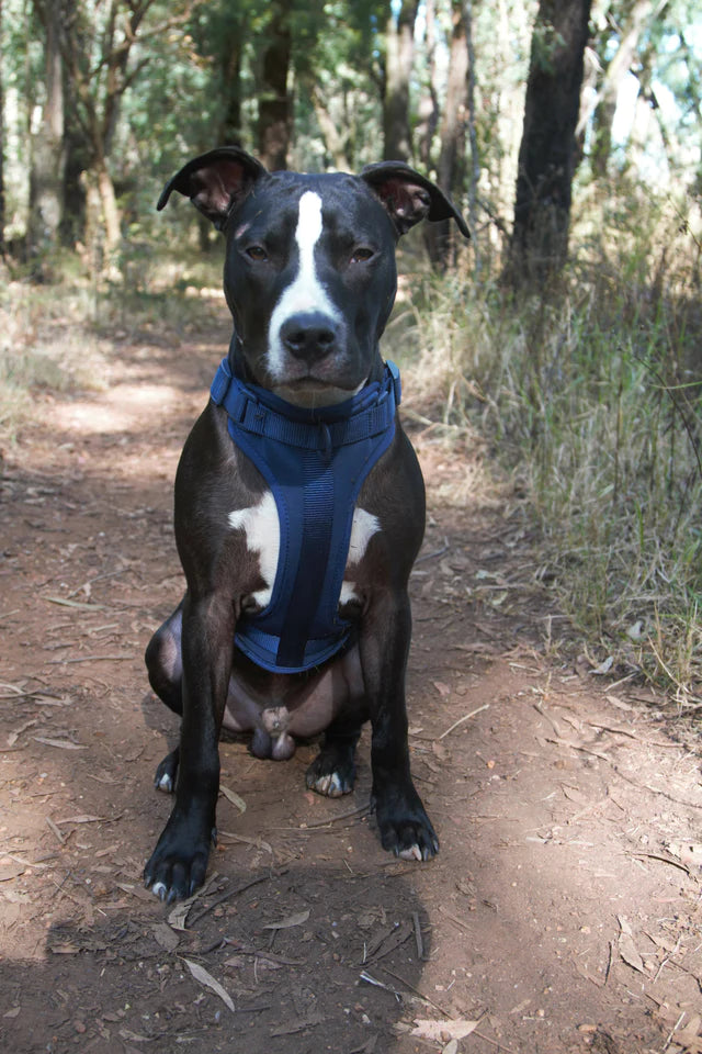 Pet Haus Soft Shell Harness Blue