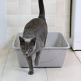 Load image into Gallery viewer, Petmate Large Basic Litter Box
