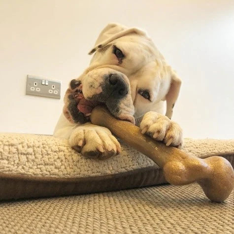 Pet Querks Dine Wood Backbone Peanut Butter X large