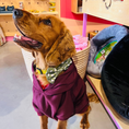 Load image into Gallery viewer, Good Boi Club Maroon Hoodie
