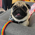 Load image into Gallery viewer, Good Boi Club Rainbow Lead
