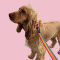 Load image into Gallery viewer, Good Boi Club Rainbow Lead
