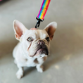 Load image into Gallery viewer, Good Boi Club Rainbow Lead
