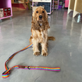 Load image into Gallery viewer, Good Boi Club Rainbow Lead
