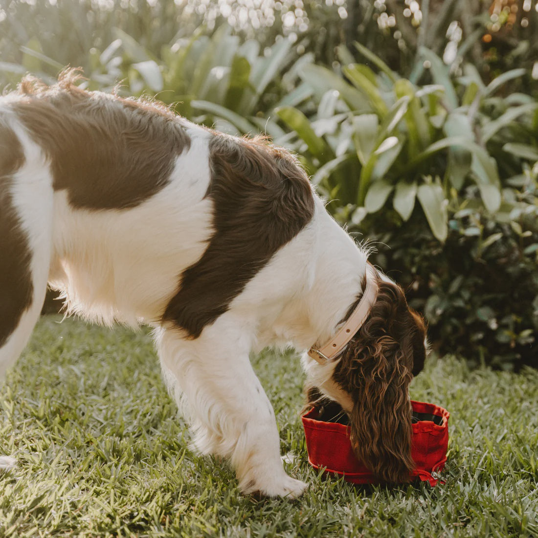 Huntlea Adventure Water & Food Bowl