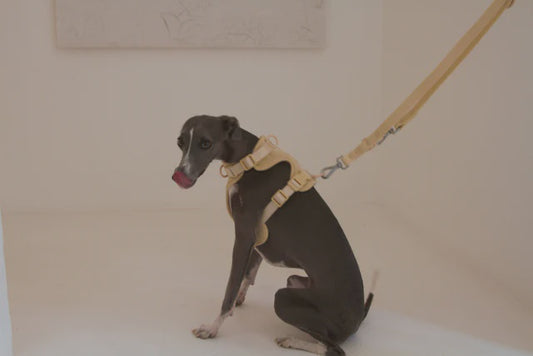 Pet Haus Soft Shell Harness Nude