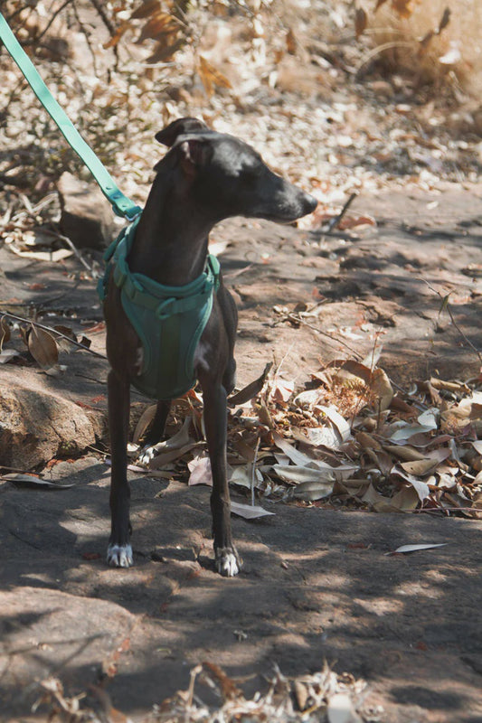 Pet Haus Soft Shell Harness Green