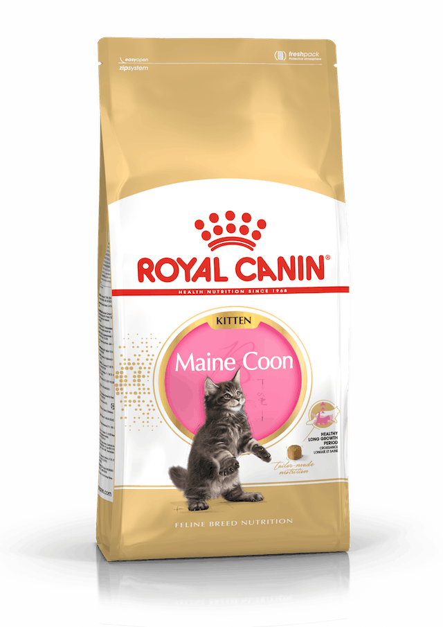 Royal Canin kitten maine coon