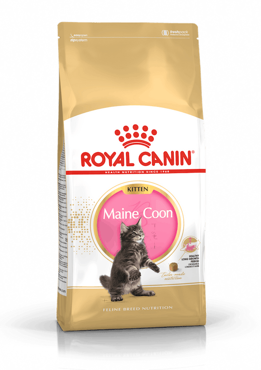 Royal Canin kitten maine coon