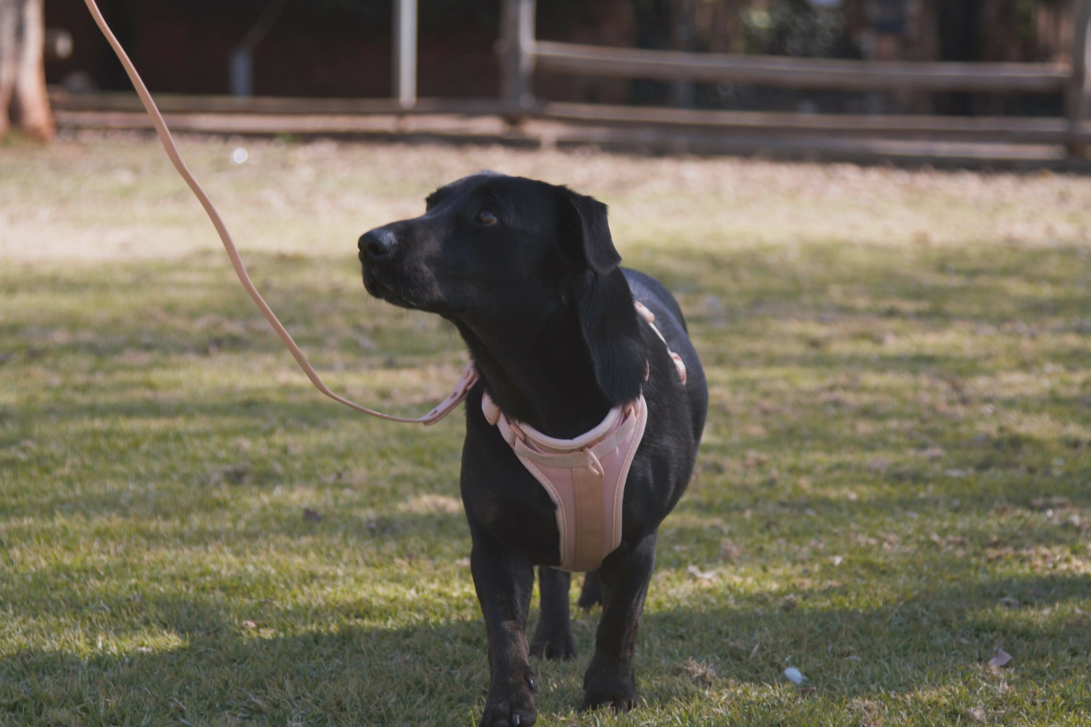 Pet Haus Soft Shell Harness Pink